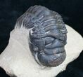 Bargain Crotalocephalina Trilobite - #10522-1